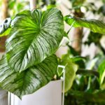 Best Indoor and Outdoor Plants in Dubai, UAE