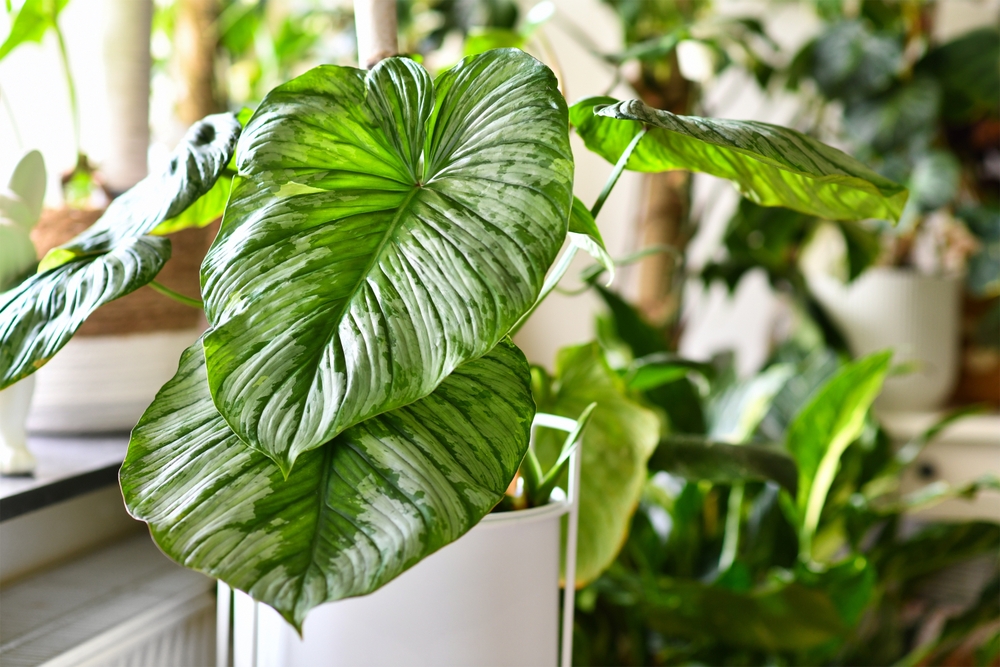 Best Indoor and Outdoor Plants in Dubai, UAE