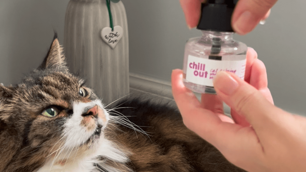 Cat Scratch Perfume