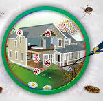 Pest Control Company in Lahore