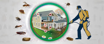 Pest Control Company in Lahore