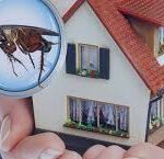 Termite Control Services in Lahore