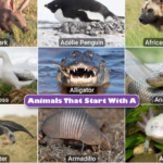 Animals That Start With A