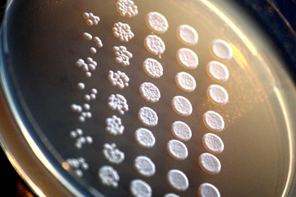 cell viability assay