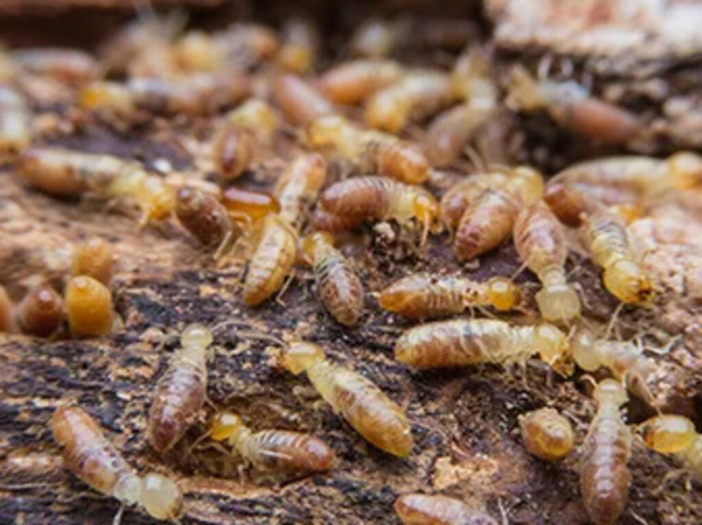 Termite Pest Control Services by Urban Junggle: A Comprehensive Guide