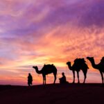 Evening Desert Safari