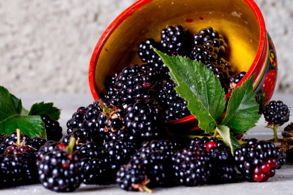 Are There Risks To Eating Wild Blackberries?