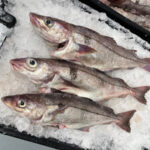 Haddock Fish for Sale: Understanding Prices and Grades of Tuna in Maine