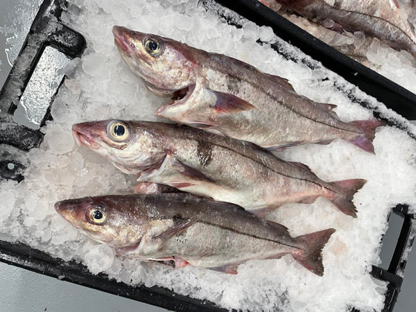 Haddock Fish for Sale: Understanding Prices and Grades of Tuna in Maine