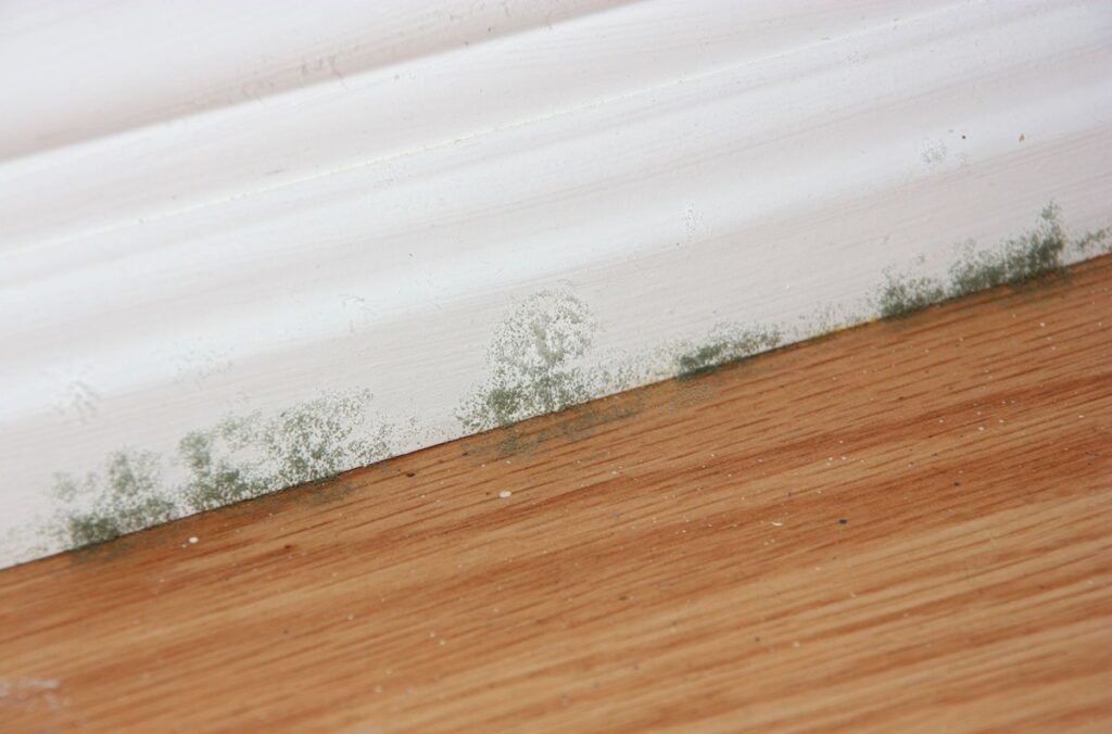 Signs Of Mold Under Hardwood Floors pertaining to Heed The Warning Signs That Mold Removal Is Needed In Your Miami Home