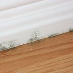 Signs Of Mold Under Hardwood Floors pertaining to Heed The Warning Signs That Mold Removal Is Needed In Your Miami Home