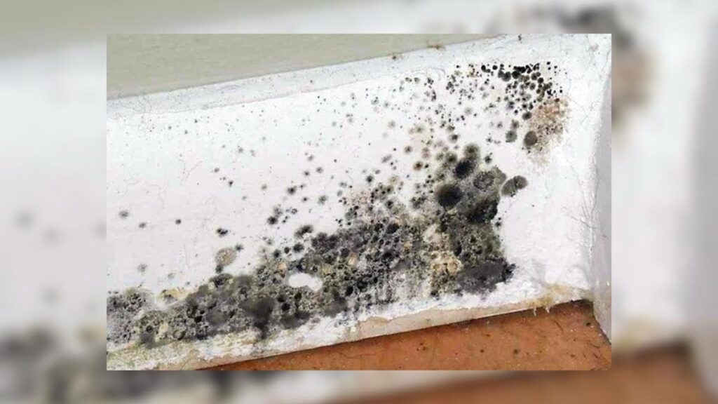 How To Remove Mold Odor