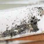 How To Remove Mold Odor