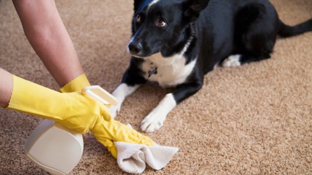 How To Remove Pet Urine Odor From Furniture?