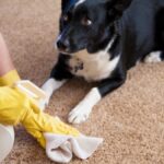 How To Remove Pet Urine Odor From Furniture?