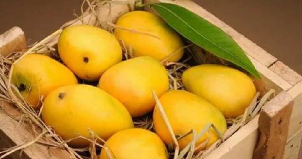 Wholesale vs. Retail: Understanding the Pakistani Mango Price in Pakistan