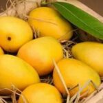 Wholesale vs. Retail: Understanding the Pakistani Mango Price in Pakistan