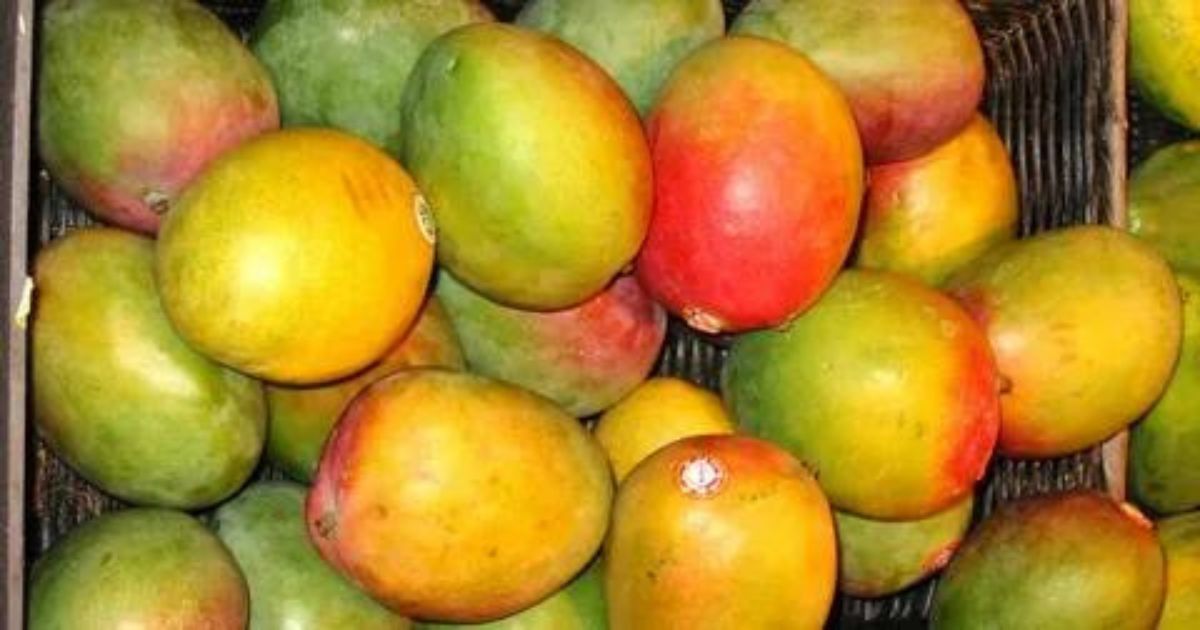 Fresh Pakistani mangoes stacked for sale, showcasing competitive Pakistani Mango Price in Pakistan