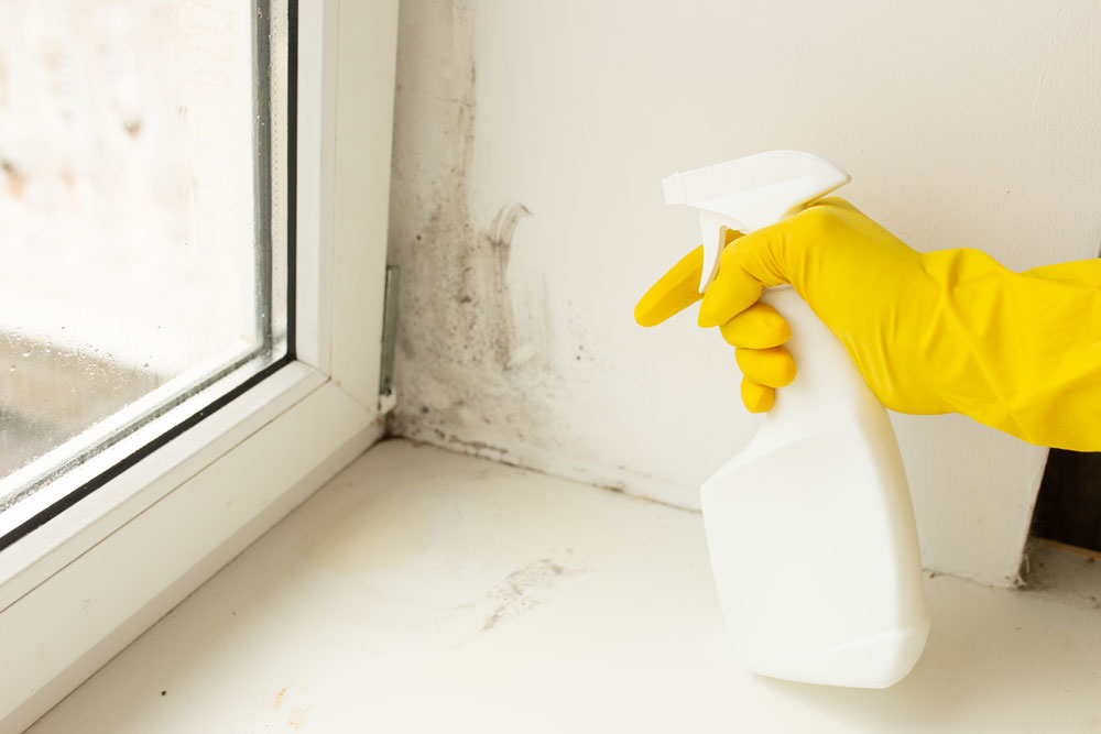 What Can Black Mold Do To You?