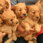 The Ultimate Guide to Dog Breeders in Kissimmee: Finding Your Perfect Companion