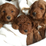 Finding Your Perfect Mini Goldendoodle: A Guide to Goldendoodle Breeder in Florida