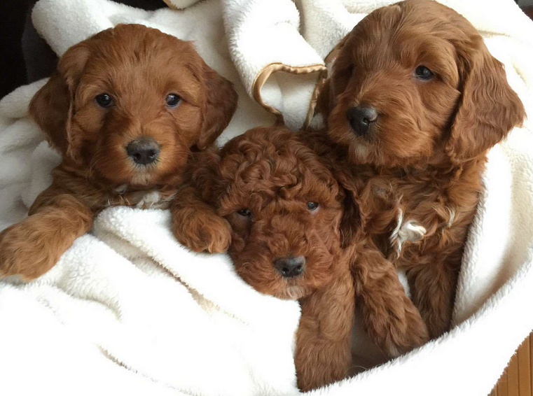 Finding Your Perfect Mini Goldendoodle: A Guide to Goldendoodle Breeder in Florida