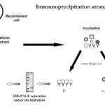 Immunoprecipitation: A Comprehensive Guide