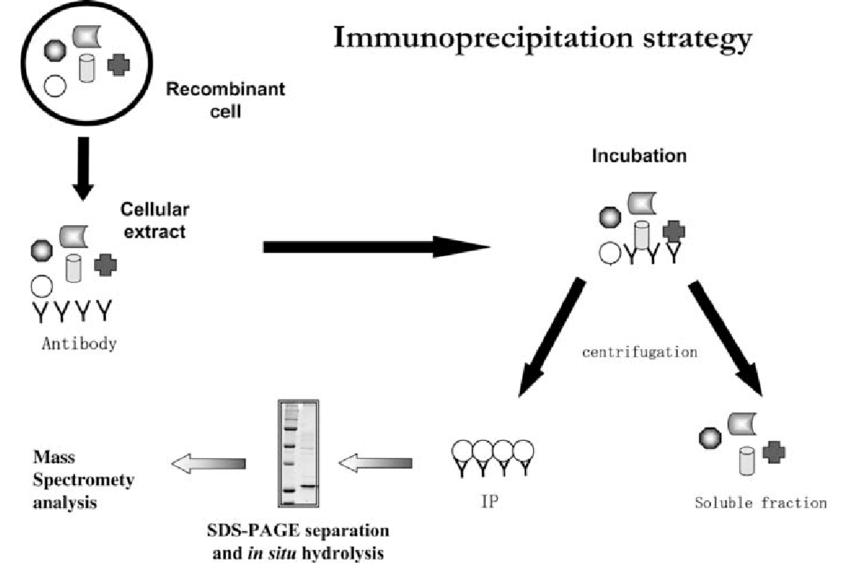 Immunoprecipitation: A Comprehensive Guide