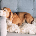 How To Remove Dog Odor From Blankets