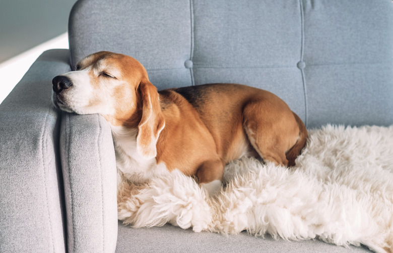 How To Remove Dog Odor From Blankets