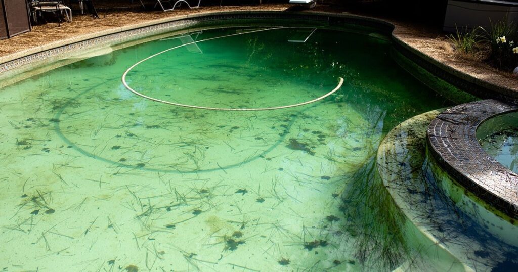 the-complete-guide-to-pool-algae