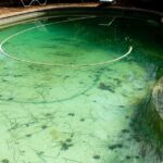 the-complete-guide-to-pool-algae