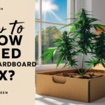 How to Grow Weed in a Cardboard Box?