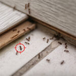 Pest Control in Sharjah: Tips, Tricks, and Termite Prevention