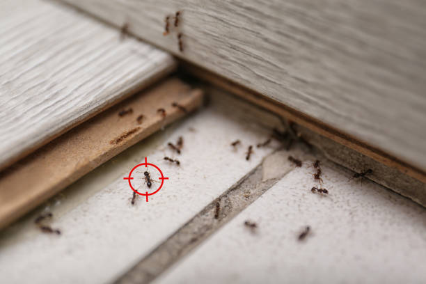 Pest Control in Sharjah: Tips, Tricks, and Termite Prevention