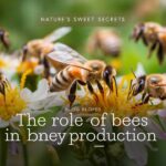 The Role of Bees in Honey Production