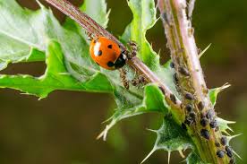 Pest Control Servicesi n Lahore