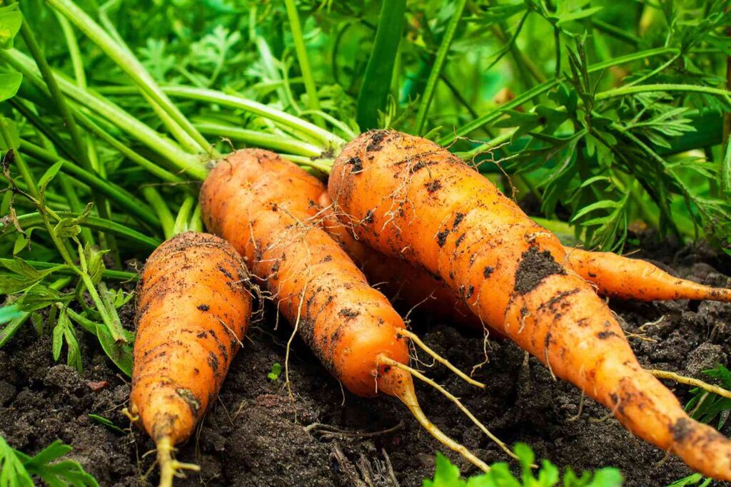 carrot farming in india