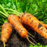 carrot farming in india