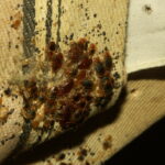 bed bug exoskeleton