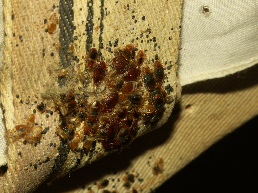 bed bug exoskeleton