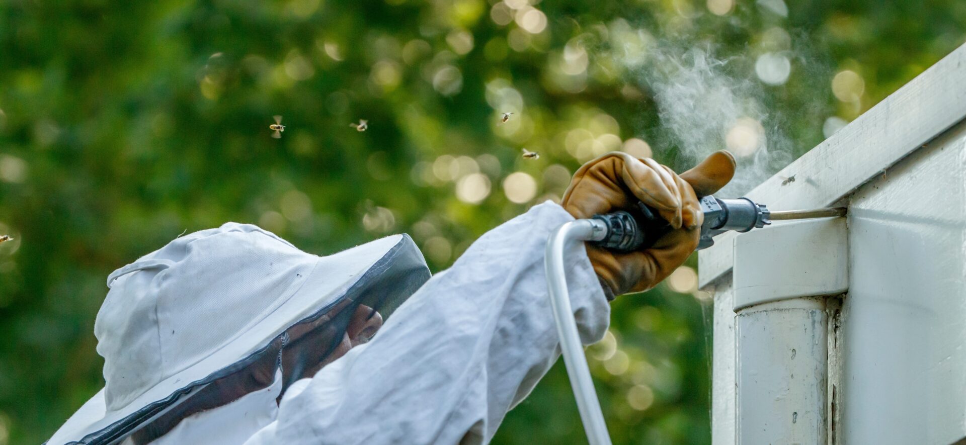 Hornet Removal Service