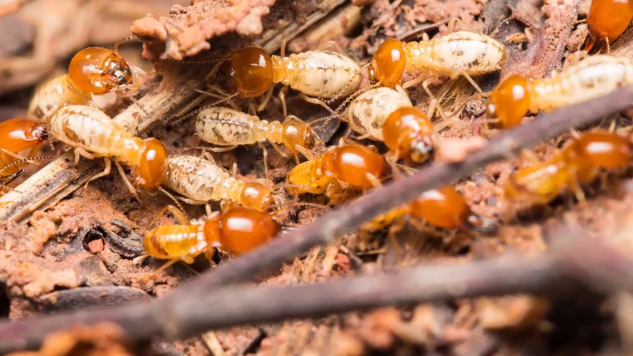 termites control near me