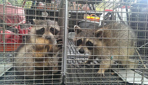 raccoon removal houston